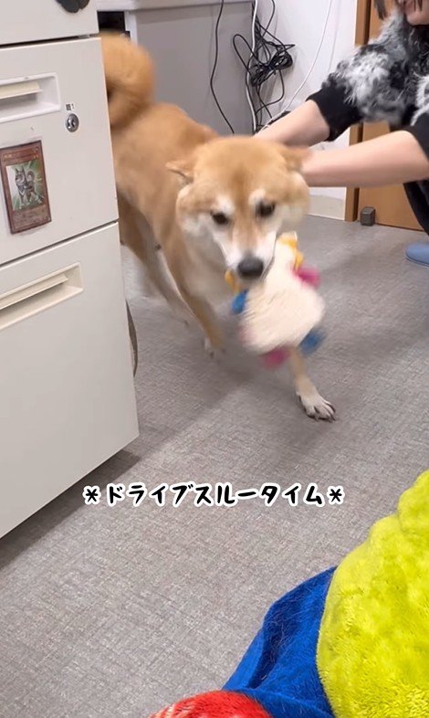 おもちゃをくわえて部屋をぐるぐる…