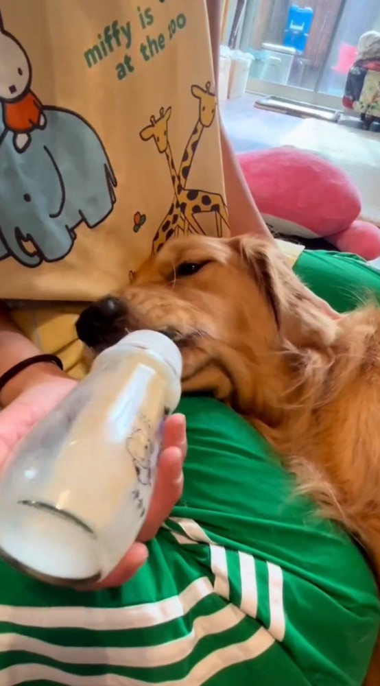 うっとりした顔をしながらミルクを飲む犬