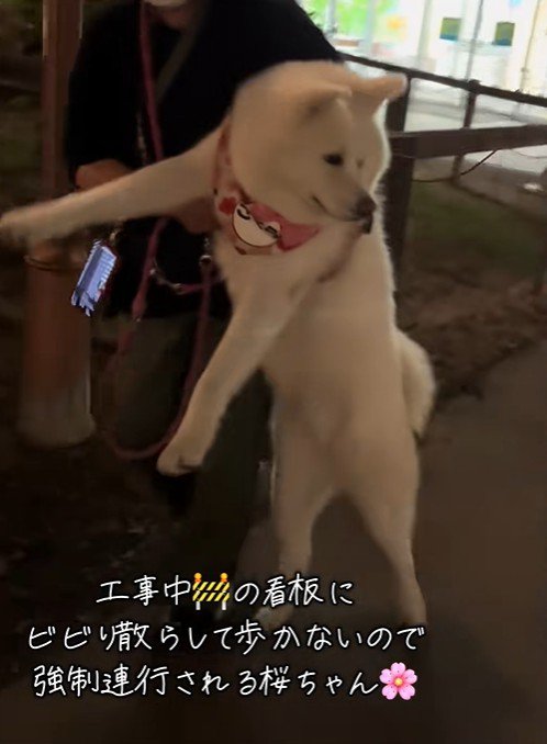 「看板が怖いよ～…」