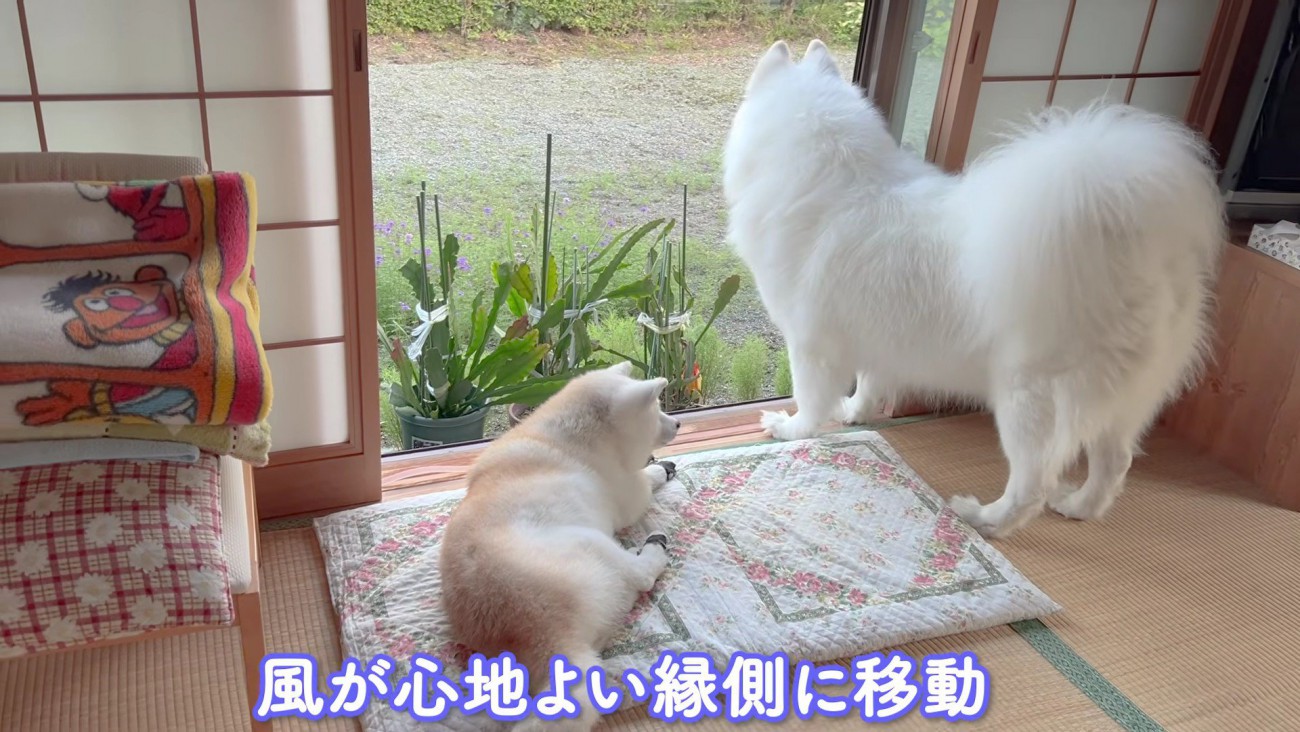 縁側でまどろむ2匹