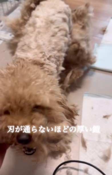 刃が通らないほどの硬さだった