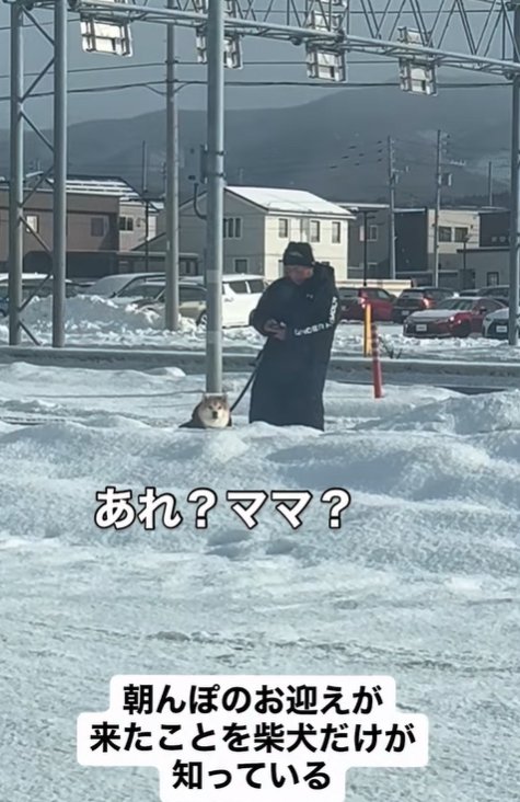 飼い主の方に目をやる柴犬