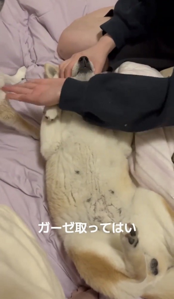 指示に反応しない犬