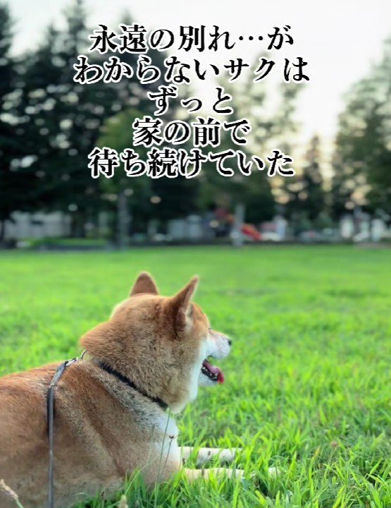 切ない背中に涙が止まらない