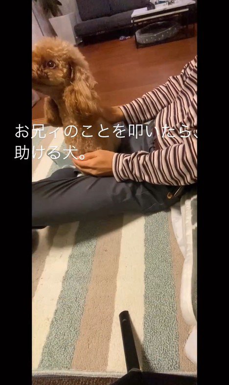 家族を叩くフリをした時のカブ子ちゃん8