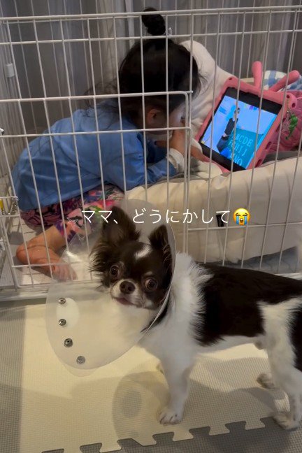 「ママ、どうにかして！」