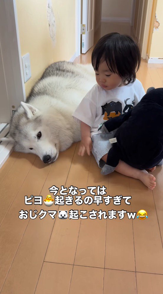 男の子に見つめられる犬