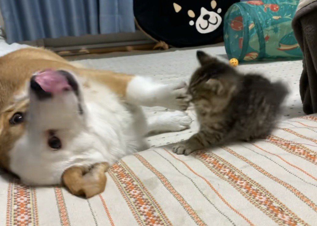 ベロを出しながら子猫を前足でよけるコーギー