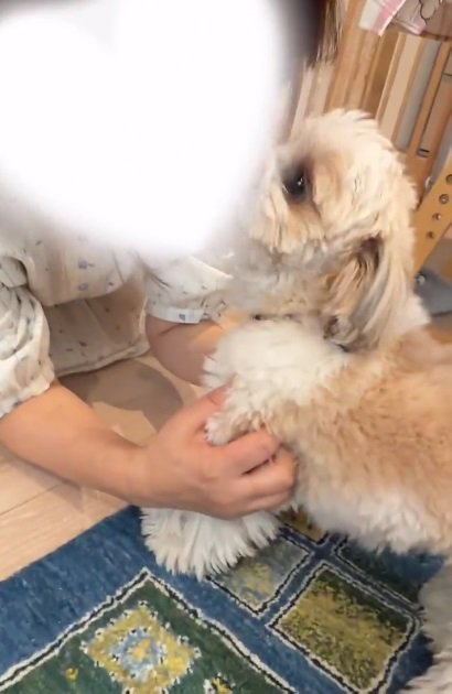 ママの顔をなめるkokoちゃん