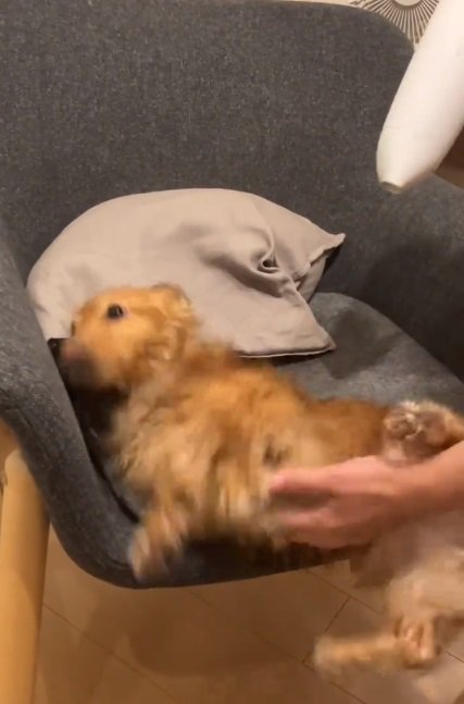 落ちそうなしまちゃん