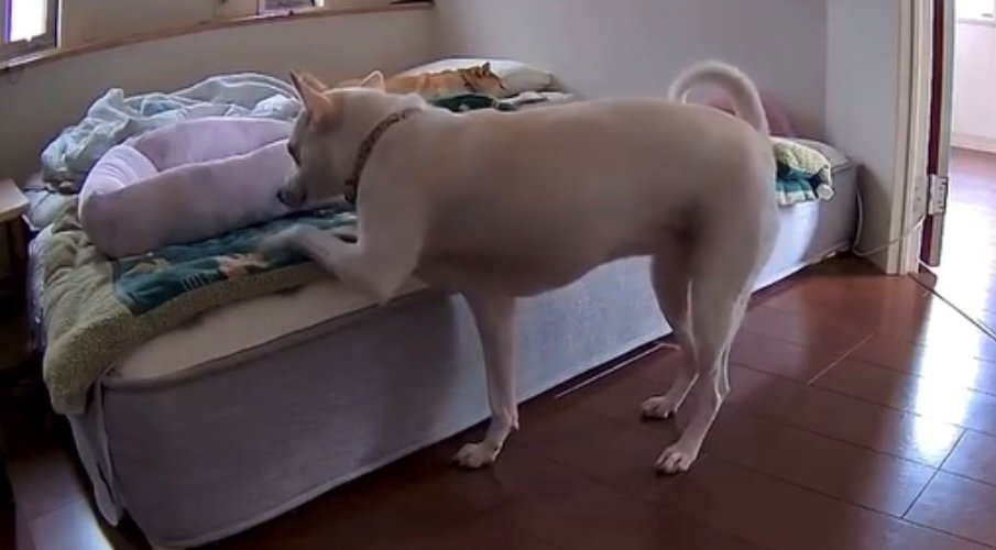 そっと前足をベッドにかける犬