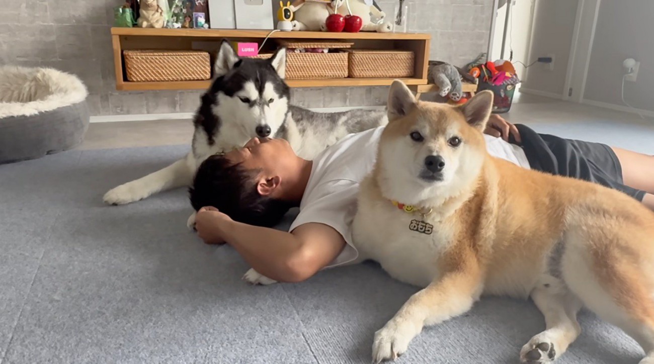 男性を囲んで座る柴犬とハスキー犬