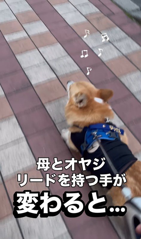 リードを持つ人が交代した時のジノくん3