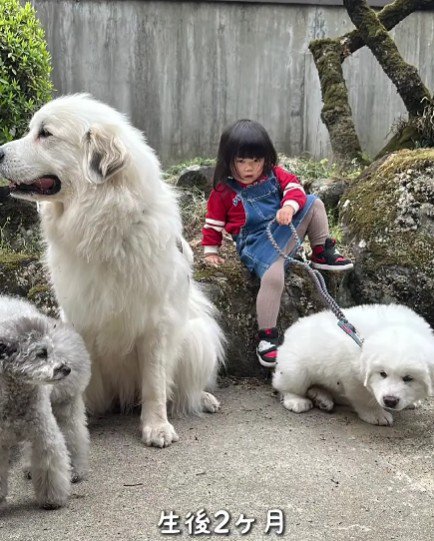 グレートピレニーズのぼんぼんちゃん