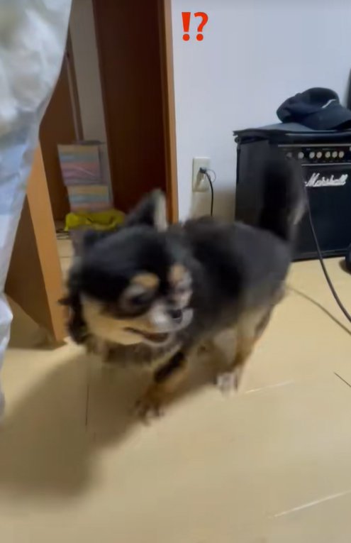 くるりと回る小型犬