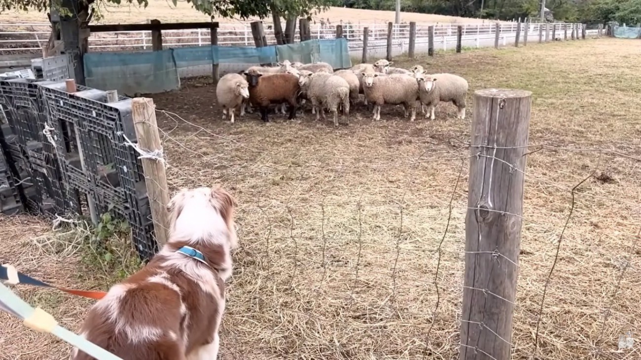 悲しいガルチェロくん