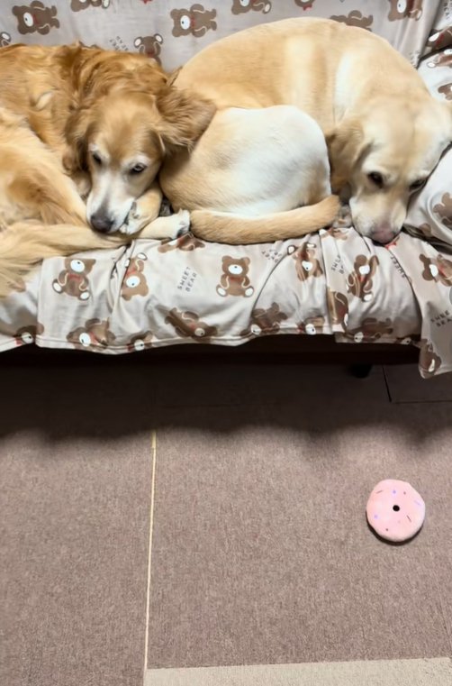 ソファーで眠る大型犬達