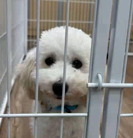 投稿者をジッと見つめる犬