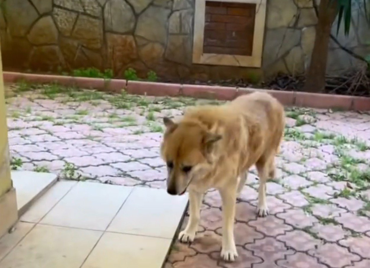 タイルの上に立っている犬