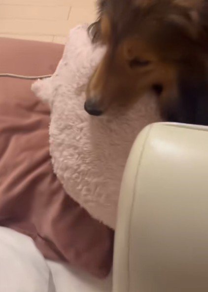 おもむろにポトン