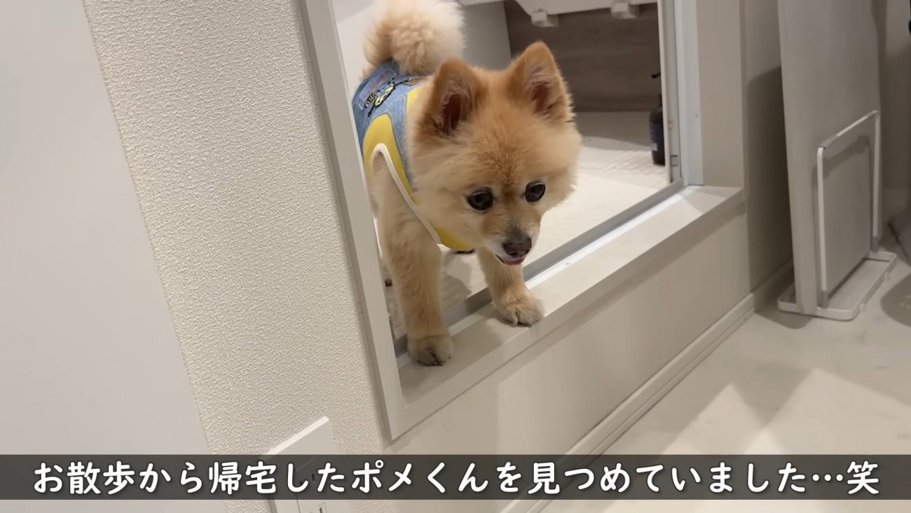 お散歩から帰ってきたポメくん