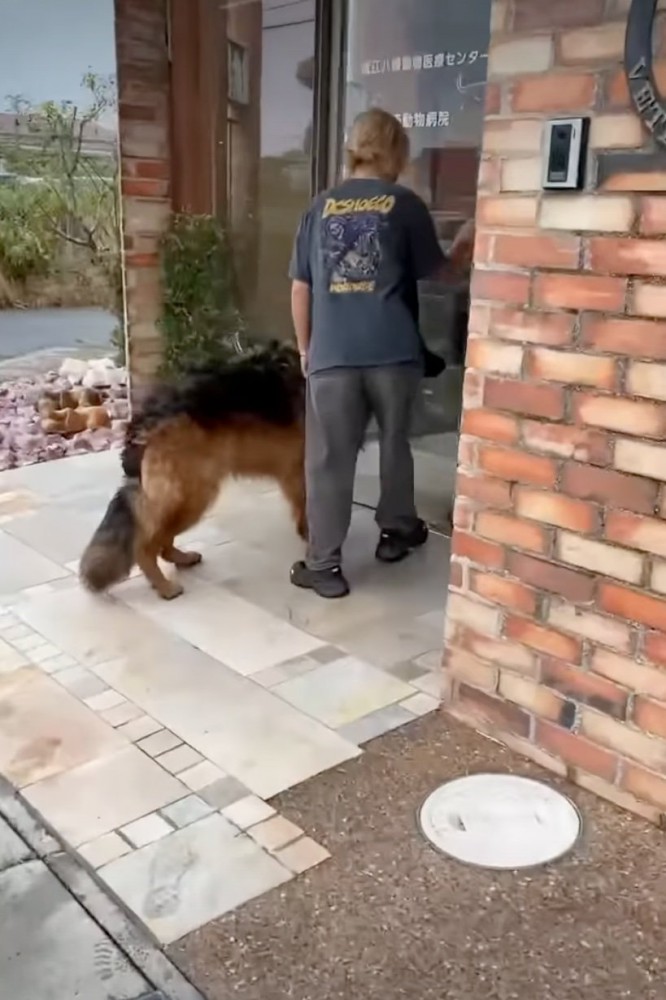 扉の前で待つ犬