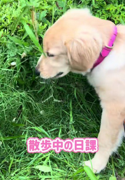 今では草むしりが日課に！