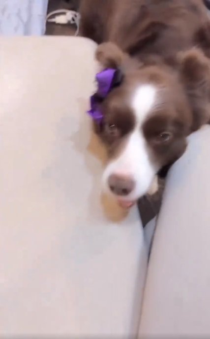 くっついてくるテールちゃん