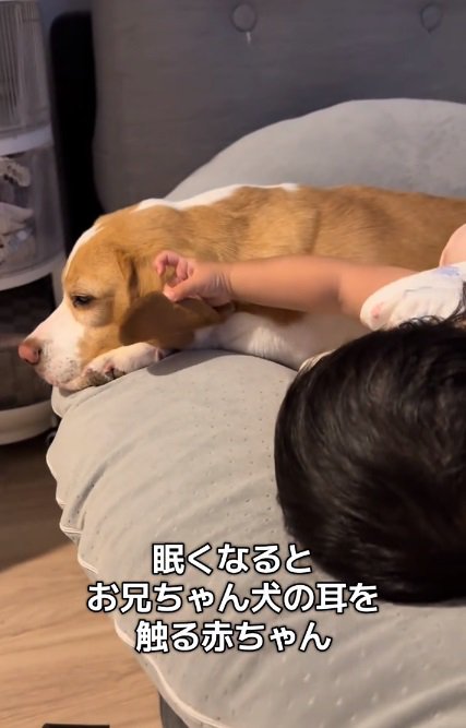 耳を触る赤ちゃん2