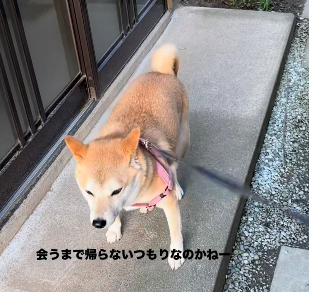 一歩ずつ前へ進む犬