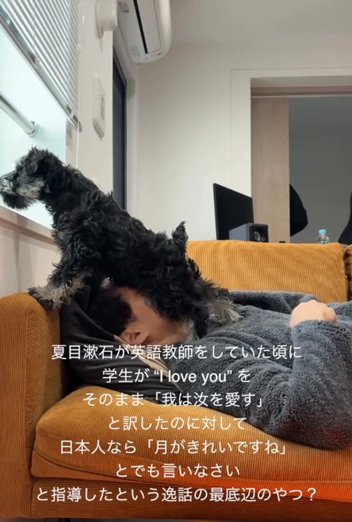 窓の外を覗く犬1