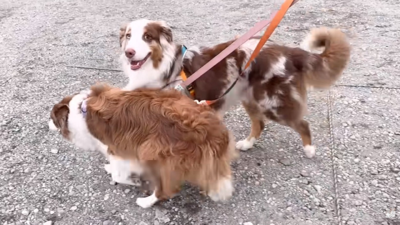 笑顔のガルチェロくん