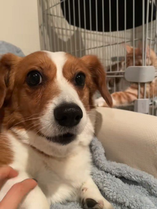 「ほら！チョイチョイしてくるでしょ？」