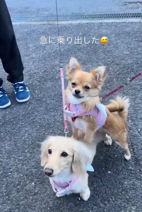 散歩中の小型犬たち