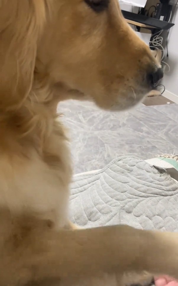 撫でてアピールをするメルちゃん