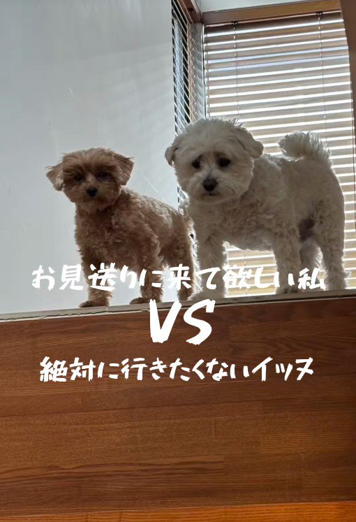 お見送りしないチャチャちゃんたち3