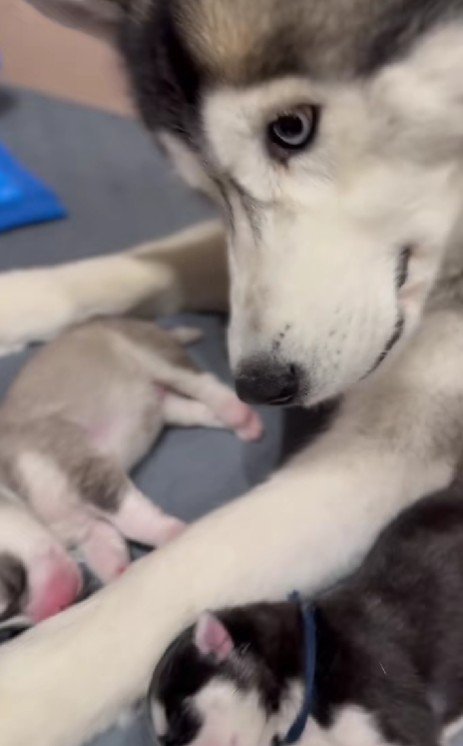 「この子、どうしたの？」