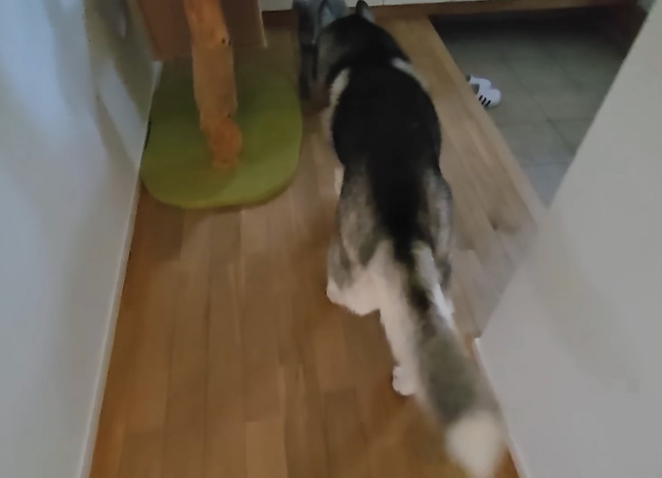 前を歩く大型犬