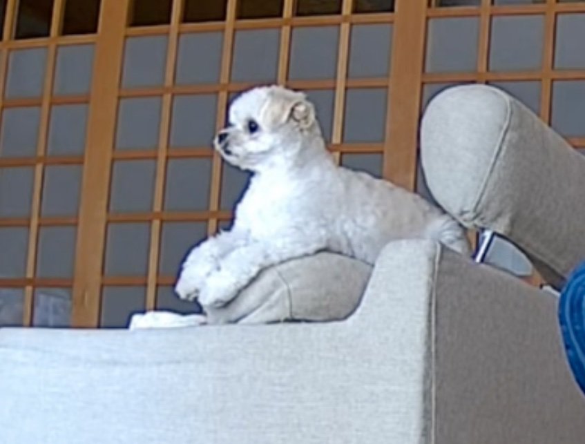 ソファに座る犬2