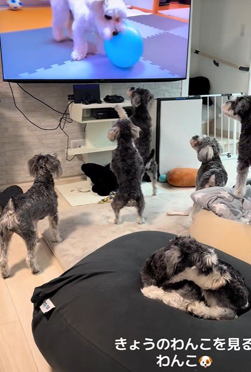 再びテレビの前に大集合！