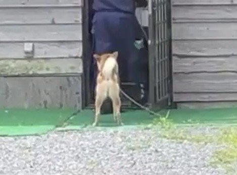 入口でじっと中を見つめる犬