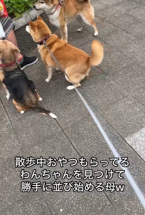 おやつをもらうワンコとポポちゃん