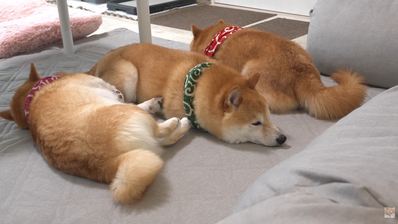 仲良く並んでお昼寝♪