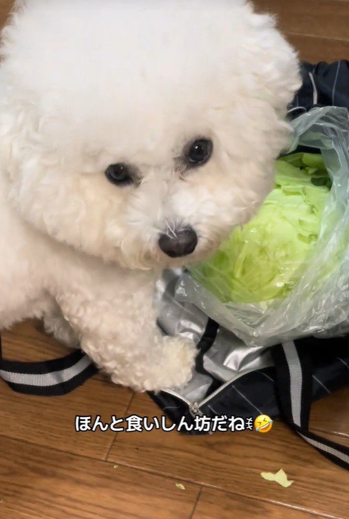 おから君の行動6