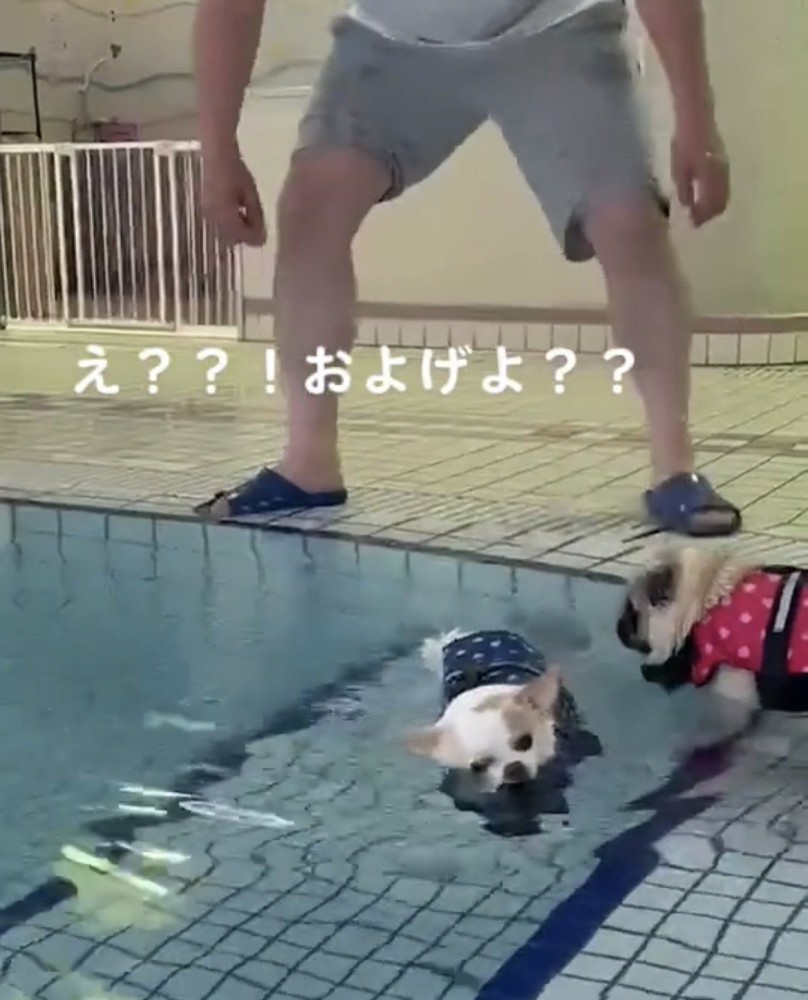 流される犬を見つめる犬