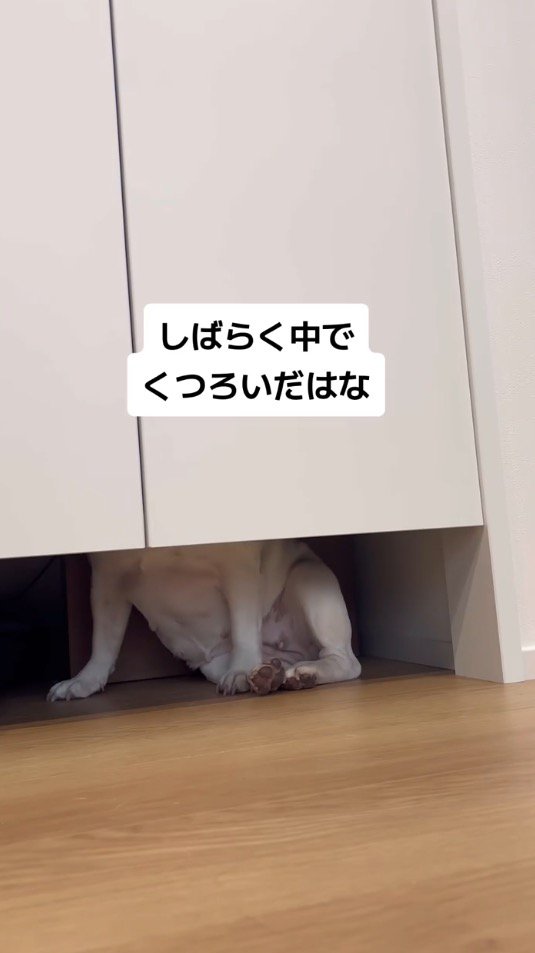 扉の向こうのスペースでくつろぐ犬