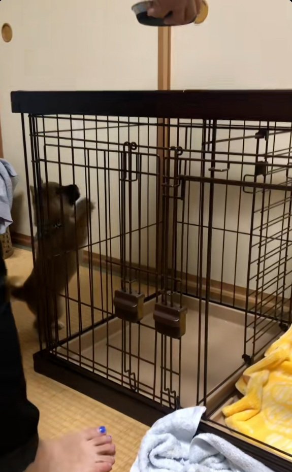 立ち上がってご飯を見る福ちゃん