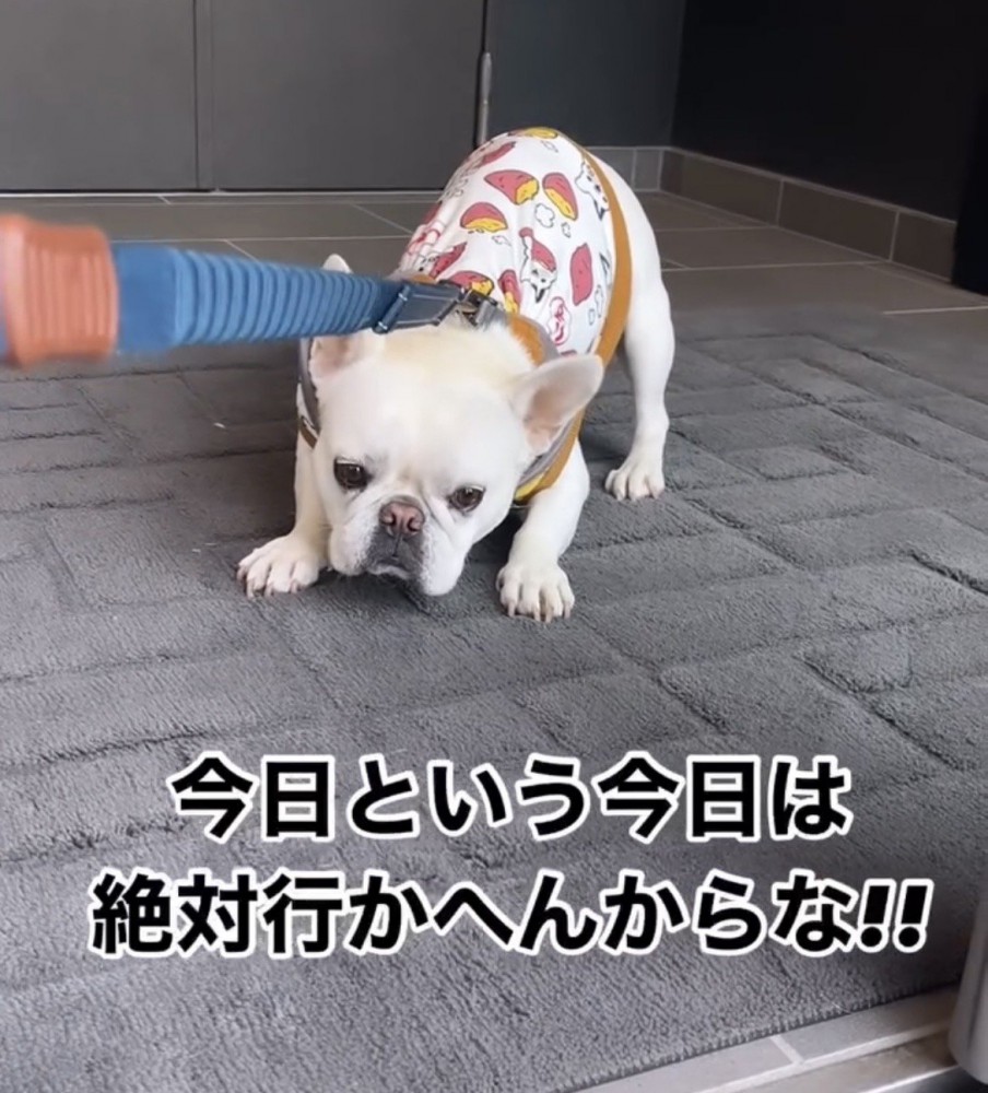 拒否の姿勢で伏せる犬