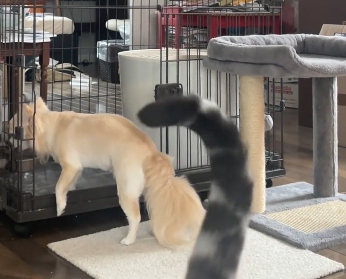 猫と入れ替わりケージに入る犬