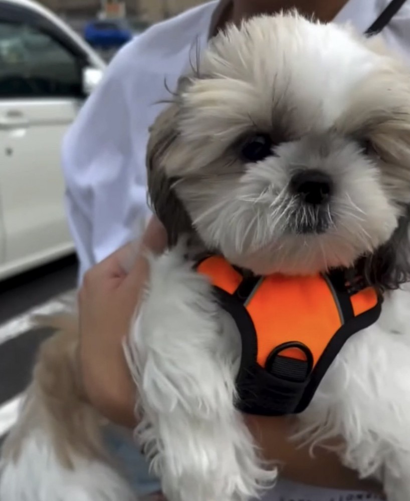 抱っこされる犬1